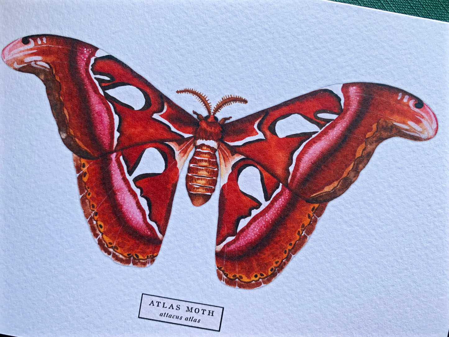 Atlas Moth Greetings Card