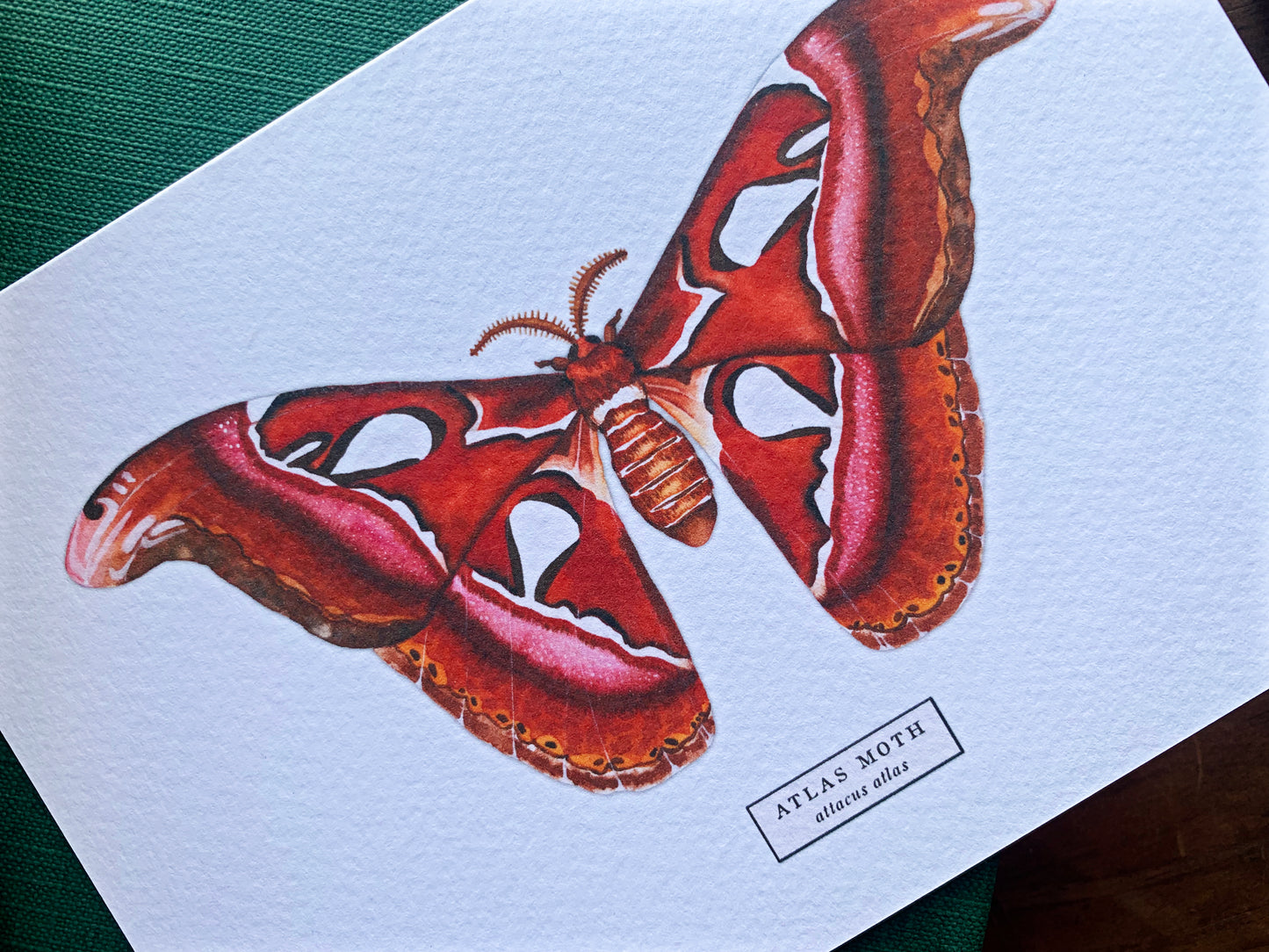 Atlas Moth Greetings Card