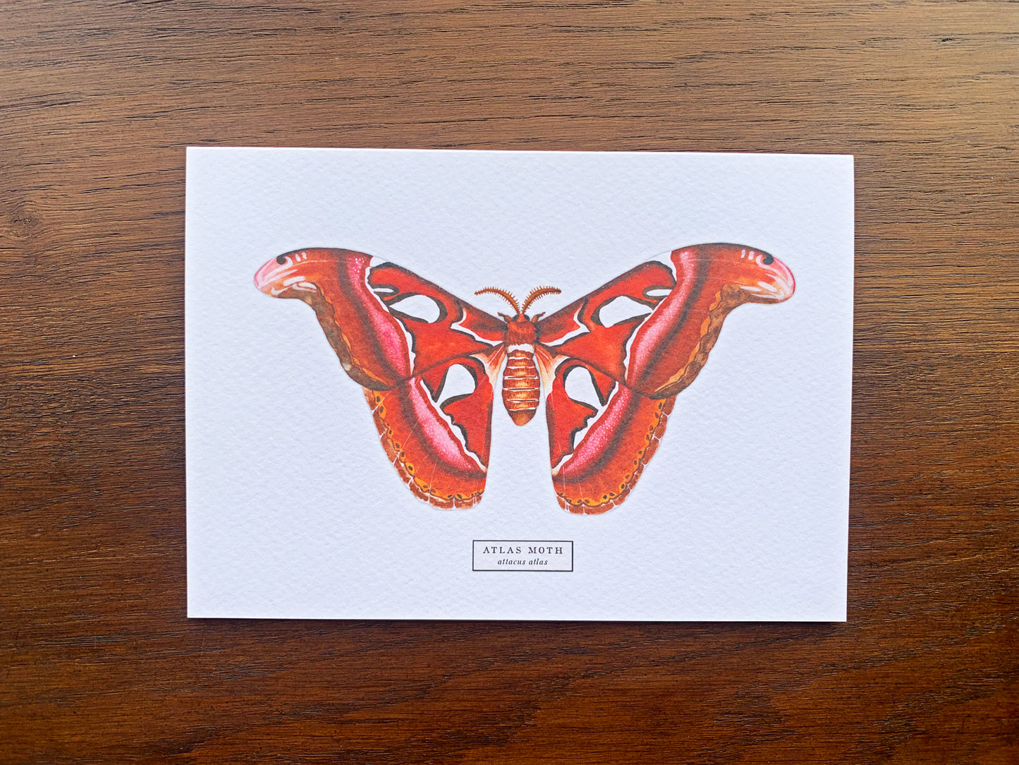 Atlas Moth Greetings Card