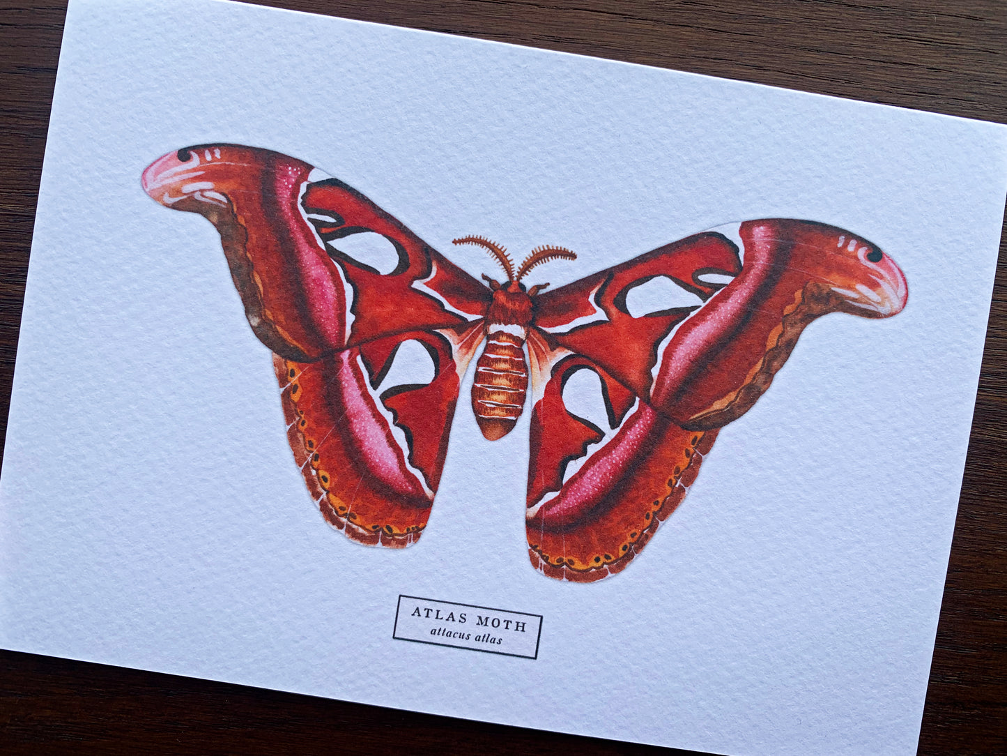 Atlas Moth Greetings Card