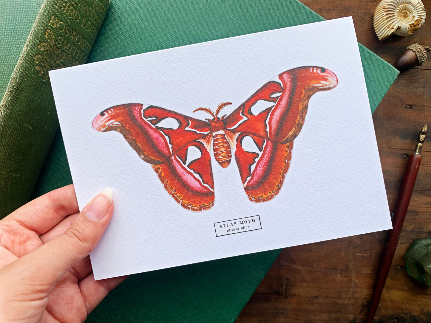 Atlas Moth Greetings Card