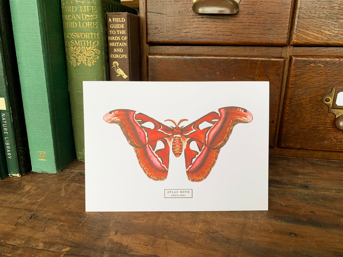 Atlas Moth Greetings Card