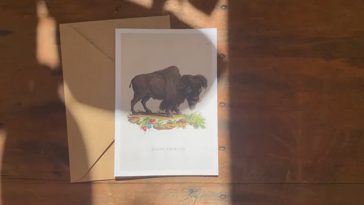 Funny Bison Greetings Card, Nature Lovers and Farming Birthday Card, Weird Vintage Animal Illustration Card, Natural History Blank Card