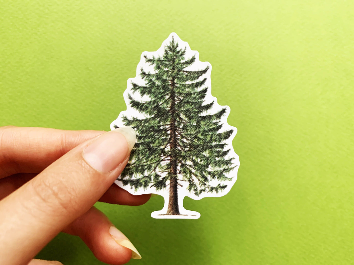 Illustrated British Larch Tree, Bullet Journal Nature Sticker, Vintage Pine Tree Decal, Nature Lovers and Hikers Gift for Nature Journaling